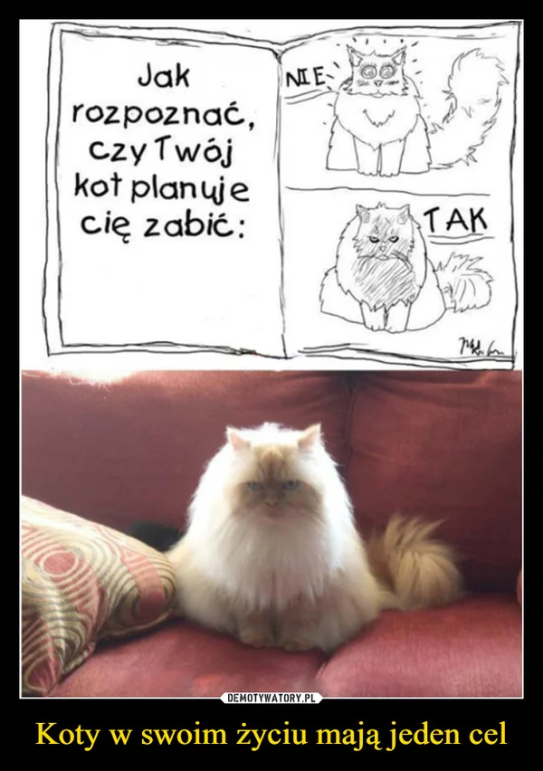 
    Koty w swoim życiu mają jeden cel