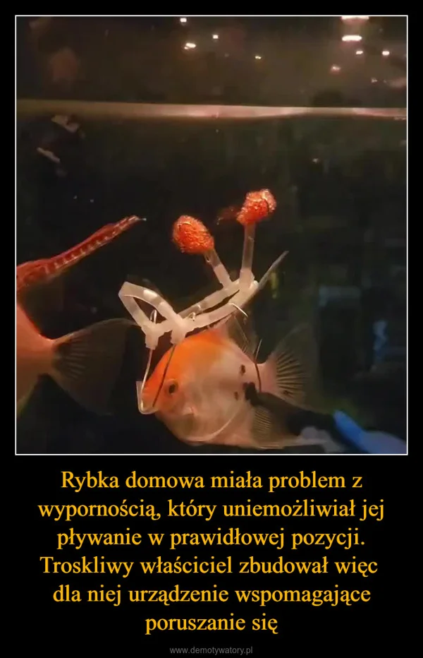 
    Rybka domowa miała problem z wypornością, który uniemożliwiał jej pływanie w prawidłowej pozycji. Troskliwy właściciel zbudował więc dla niej urządzenie wspomagające poruszanie się
