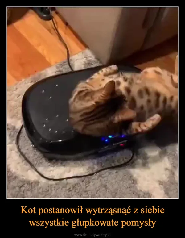 
    Kot postanowił wytrząsnąć z siebie wszystkie głupkowate pomysły