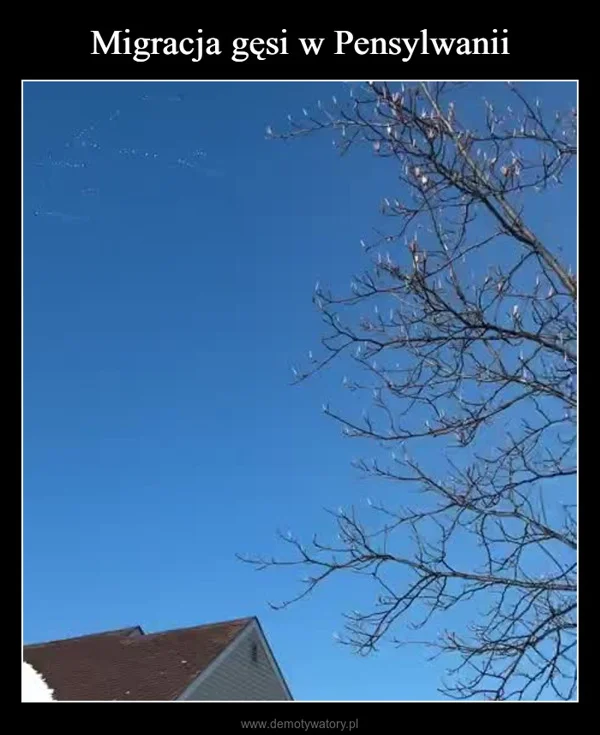 
    Migracja gęsi w Pensylwanii
