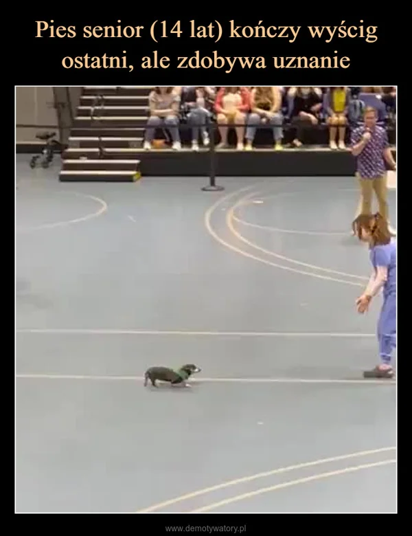 
    Pies senior (14 lat) kończy wyścig ostatni, ale zdobywa uznanie