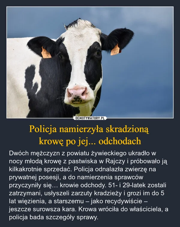 
    Policja namierzyła skradzioną krowę po jej... odchodach