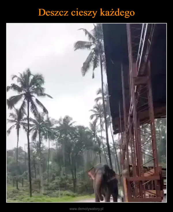 
    Deszcz cieszy każdego