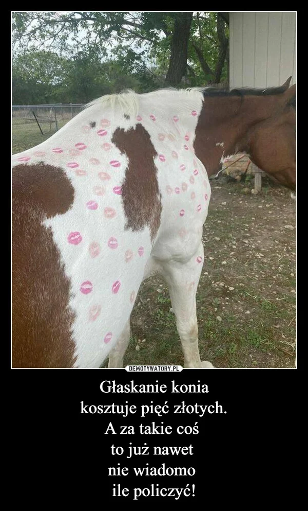 
    Głaskanie konia kosztuje pięć złotych. A za takie coś to już nawet nie wiadomo ile policzyć!