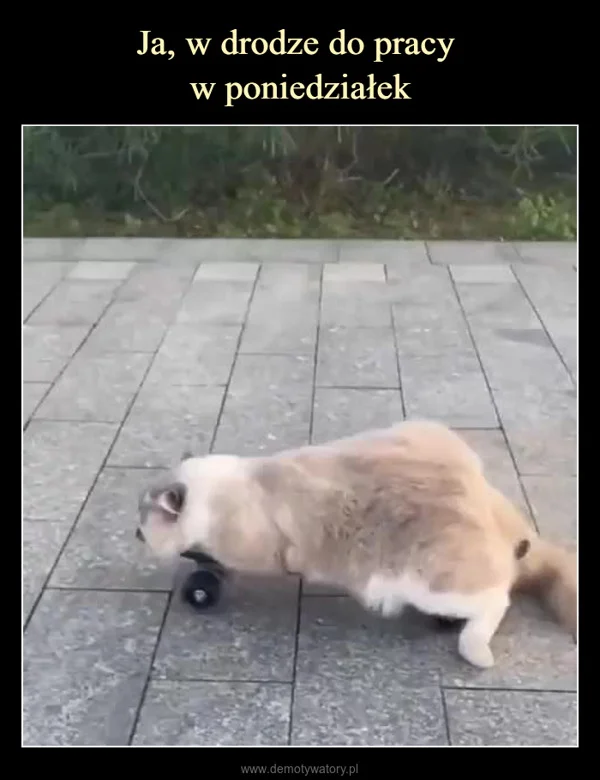 
    Ja, w drodze do pracy w poniedziałek