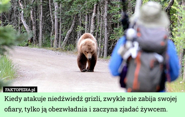 
    Kiedy atakuje niedźwiedź grizli, zwykle nie zabija swojej ofiary, tylko ją...