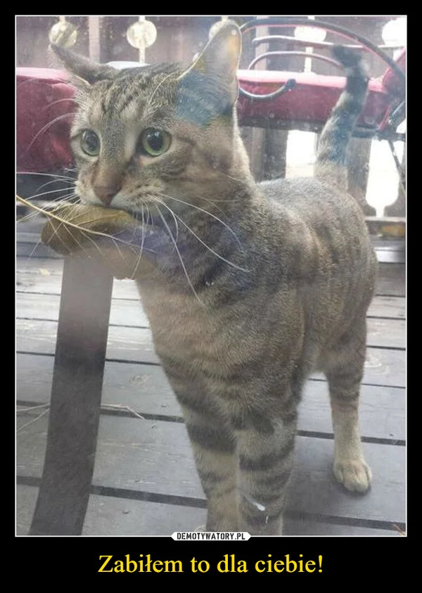 
    Zabiłem to dla ciebie!