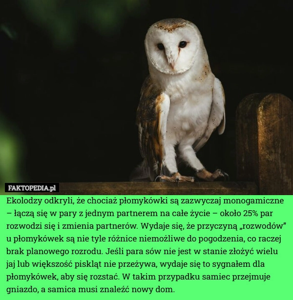 
    Ekolodzy odkryli, że chociaż płomykówki są zazwyczaj monogamiczne – łączą