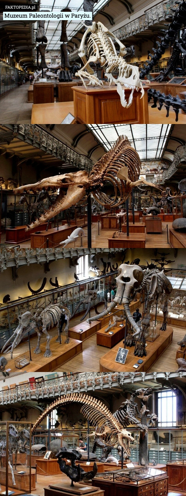 
    Muzeum Paleontologii w Paryżu.