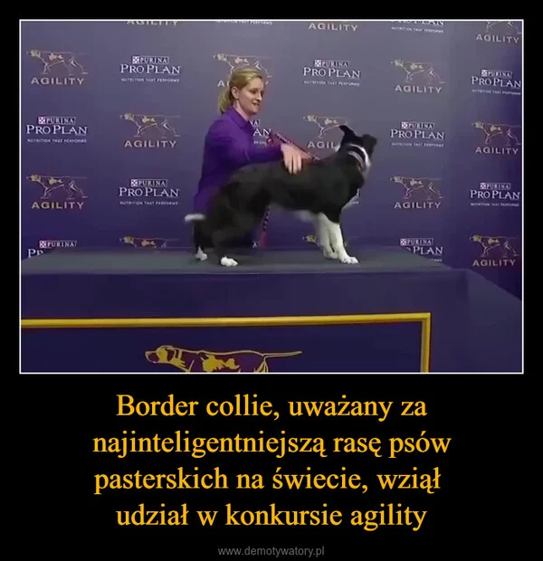Border collie, uważany za najinteligentniejszą rasę psów pasterskich na świecie, wziął udział w konkursie agility