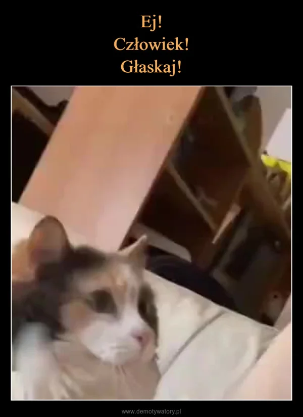 Ej! Człowiek! Głaskaj!