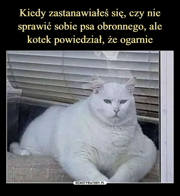 Kiedy zastanawiałeś się, czy nie sprawić sobie psa obronnego, ale kotek powiedział, że ogarnie