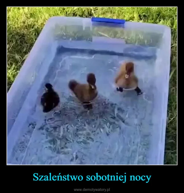 
    Szaleństwo sobotniej nocy