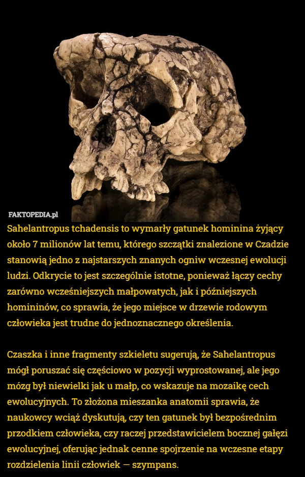 
    Sahelantropus tchadensis to wymarły gatunek hominina żyjący około 7 milionów