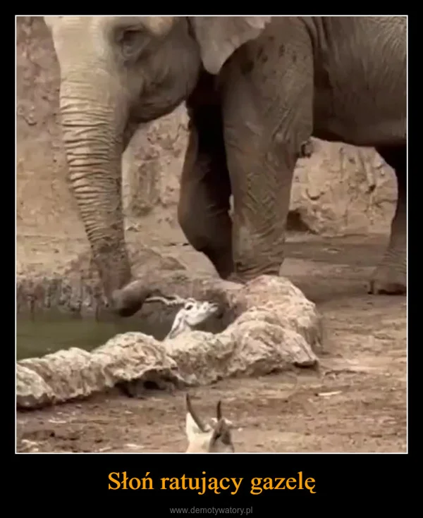 
    Słoń ratujący gazelę