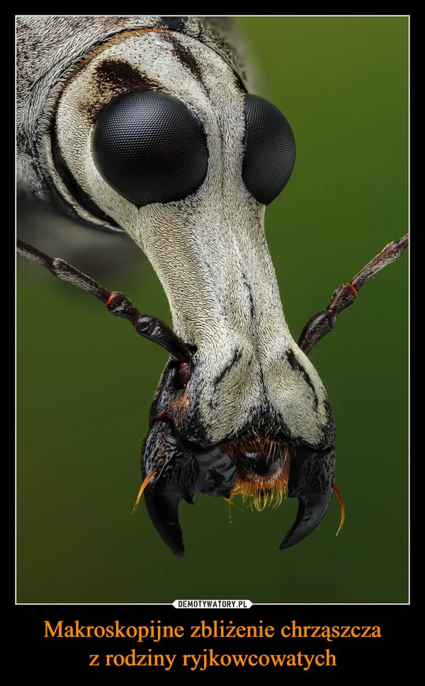 Makroskopijne zbliżenie chrząszcza z rodziny ryjkowcowatych