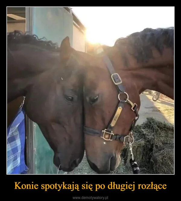 Konie spotykają się po długiej rozłące