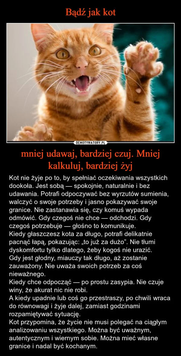 
    Bądź jak kot mniej udawaj, bardziej czuj. Mniej kalkuluj, bardziej żyj