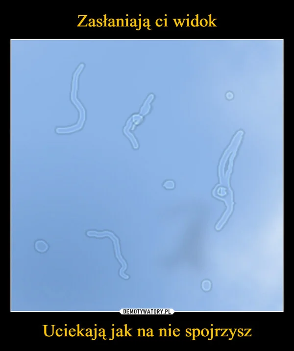 Zasłaniają ci widok Uciekają jak na nie spojrzysz