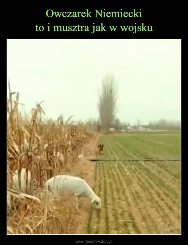 
    Owczarek Niemiecki to i musztra jak w wojsku