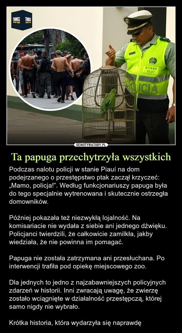 Ta papuga przechytrzyła wszystkich