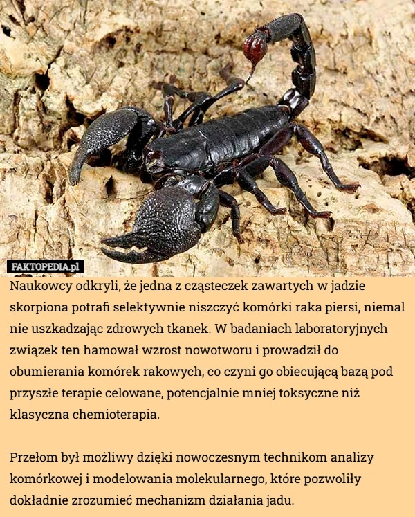 
    Naukowcy odkryli, że jedna z cząsteczek zawartych w jadzie skorpiona potrafi