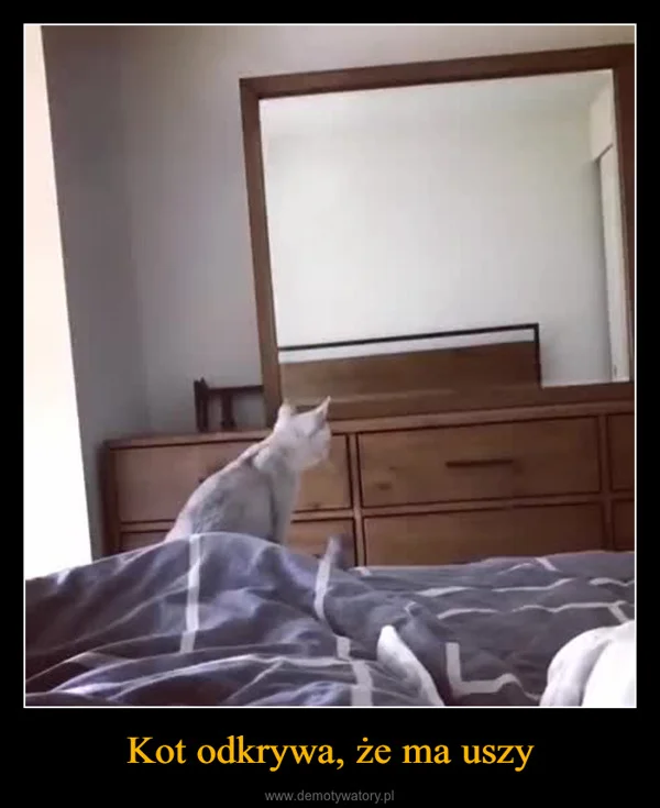 
    Kot odkrywa, że ma uszy
