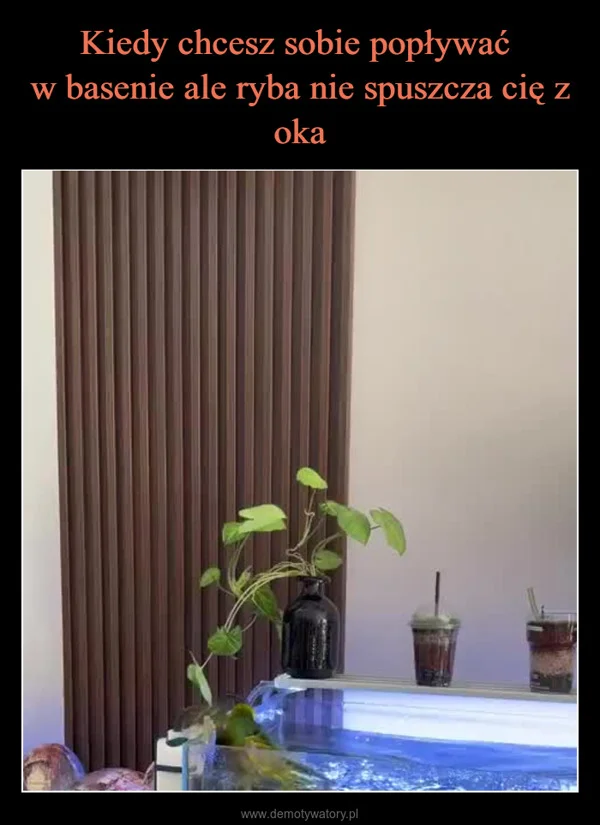 
    Kiedy chcesz sobie popływać w basenie ale ryba nie spuszcza cię z oka