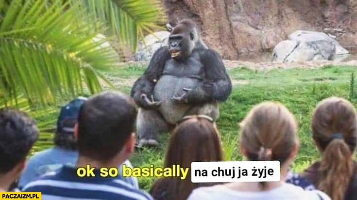 
    A więc właściwie na kij ja żyję? Goryl w zoo wygłasza mowę przemowę