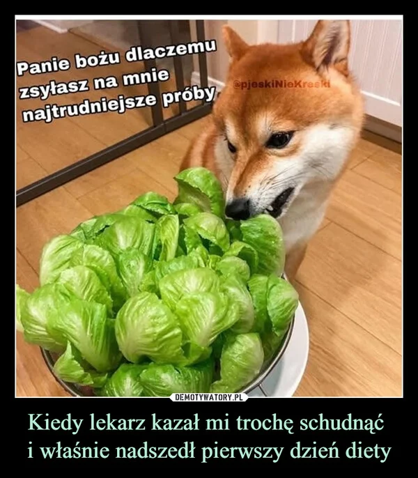 
    Kiedy lekarz kazał mi trochę schudnąć i właśnie nadszedł pierwszy dzień diety