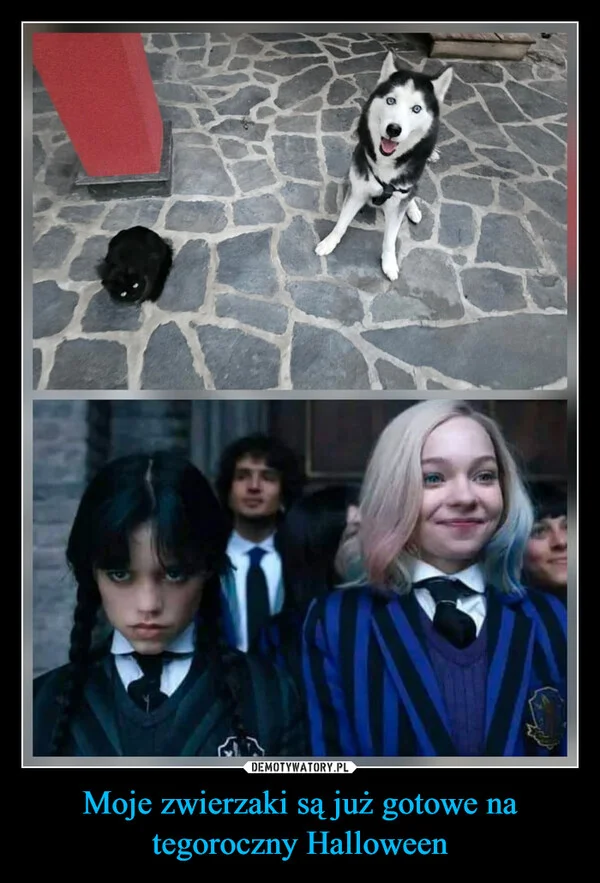 
    Moje zwierzaki są już gotowe na tegoroczny Halloween