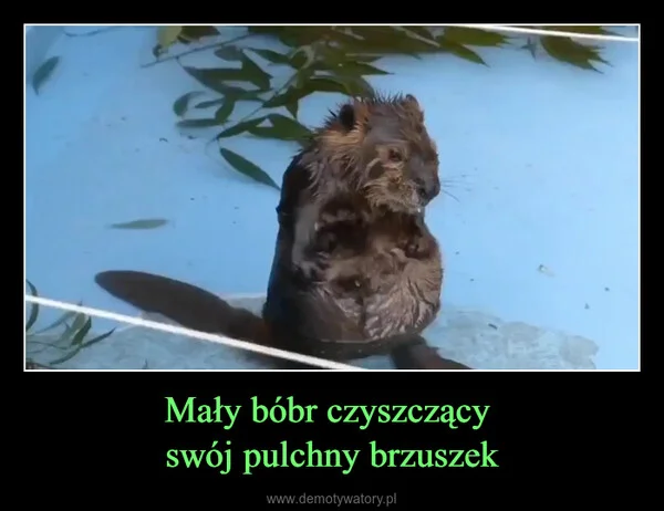 Mały bóbr czyszczący swój pulchny brzuszek