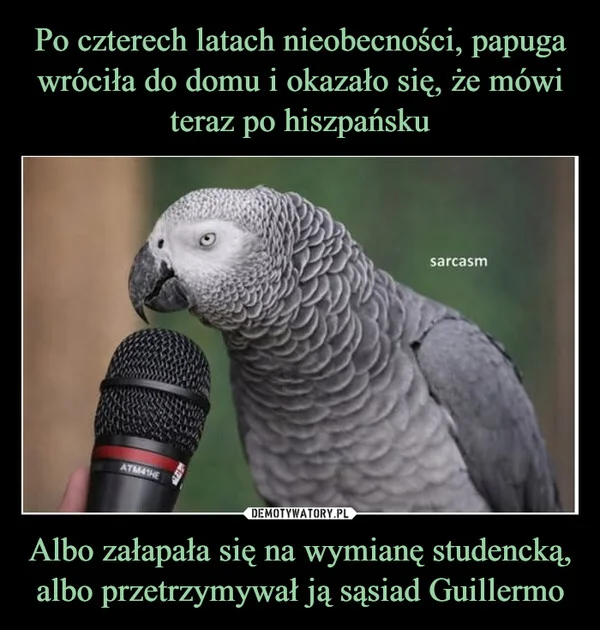 Po czterech latach nieobecności, papuga wróciła do domu i okazało się, że mówi teraz po hiszpańsku Albo załapała się na wymianę studencką, albo przetrzymywał ją sąsiad Guillermo