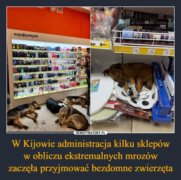 W Kijowie administracja kilku sklepów w obliczu ekstremalnych mrozów zaczęła przyjmować bezdomne zwierzęta