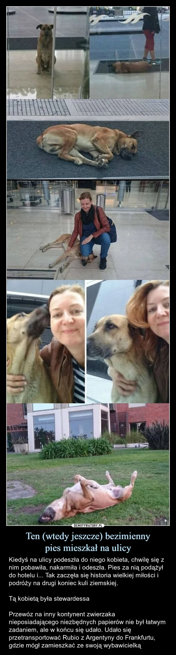 
    Ten (wtedy jeszcze) bezimienny pies mieszkał na ulicy