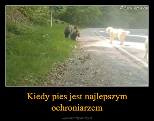 
    Kiedy pies jest najlepszym ochroniarzem