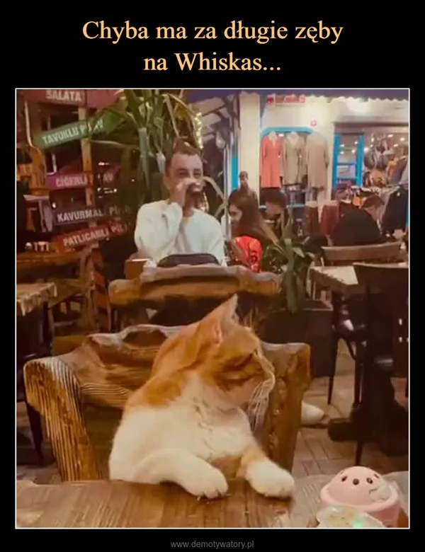 
    Chyba ma za długie zęby na Whiskas...