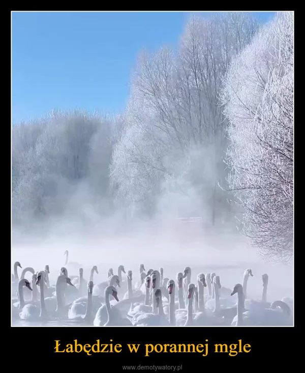 Łabędzie w porannej mgle