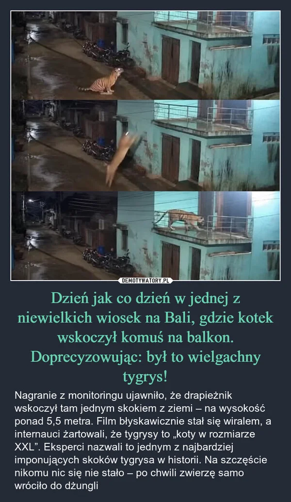 
    Dzień jak co dzień w jednej z niewielkich wiosek na Bali, gdzie kotek wskoczył komuś na balkon. Doprecyzowując: był to wielgachny tygrys!