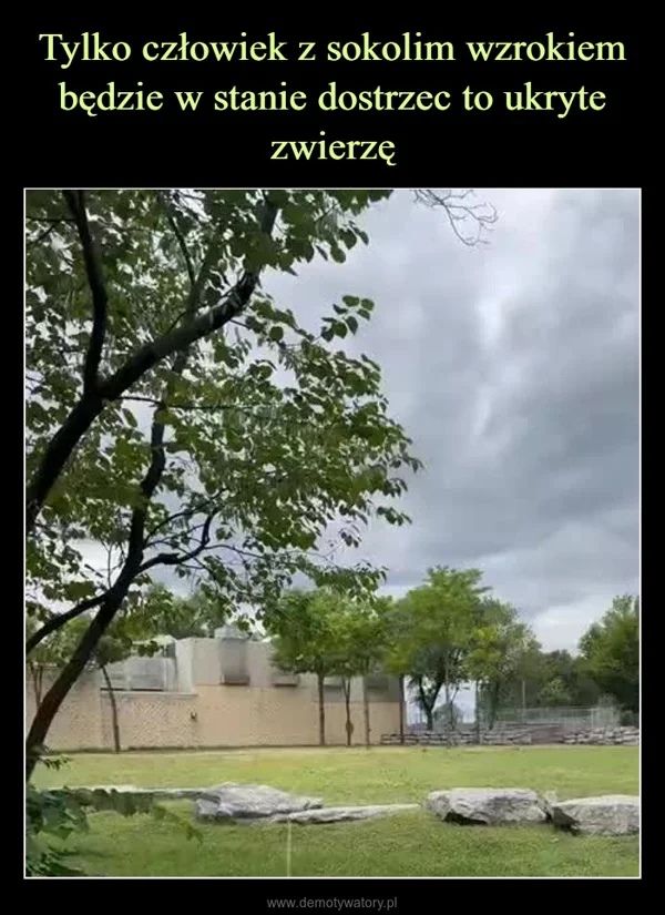 
    Tylko człowiek z sokolim wzrokiem będzie w stanie dostrzec to ukryte zwierzę