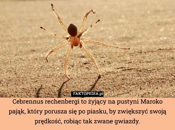 
    Cebrennus rechenbergi to żyjący na pustyni Maroko pająk, który porusza się