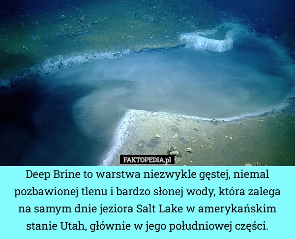Deep Brine to warstwa niezwykle gęstej, niemal pozbawionej tlenu i bardzo