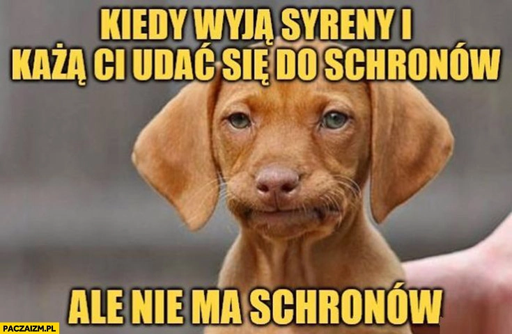 
    Kiedy wyją syreny i każą ci udać się do schronów ale nie ma schronów pies piesek reakcja