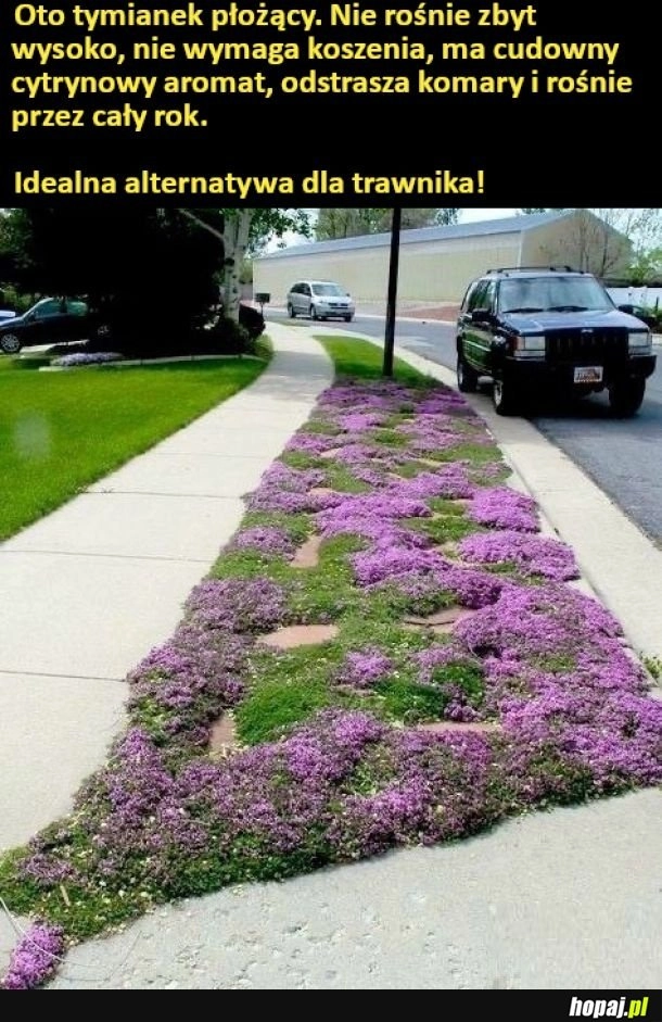 Alternatywa dla trawnika