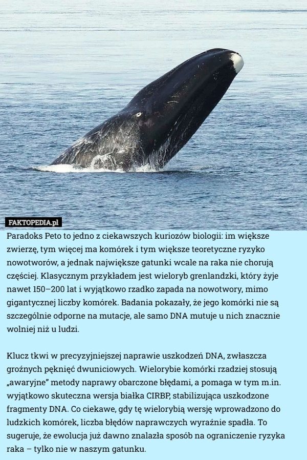 
    Paradoks Peto to jedno z ciekawszych kuriozów biologii: im większe zwierzę,