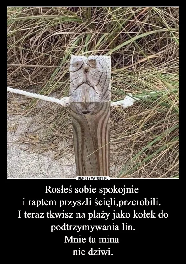 
    Rosłeś sobie spokojnie i raptem przyszli ścięli,przerobili. I teraz tkwisz na plaży jako kołek do podtrzymywania lin. Mnie ta mina nie dziwi.