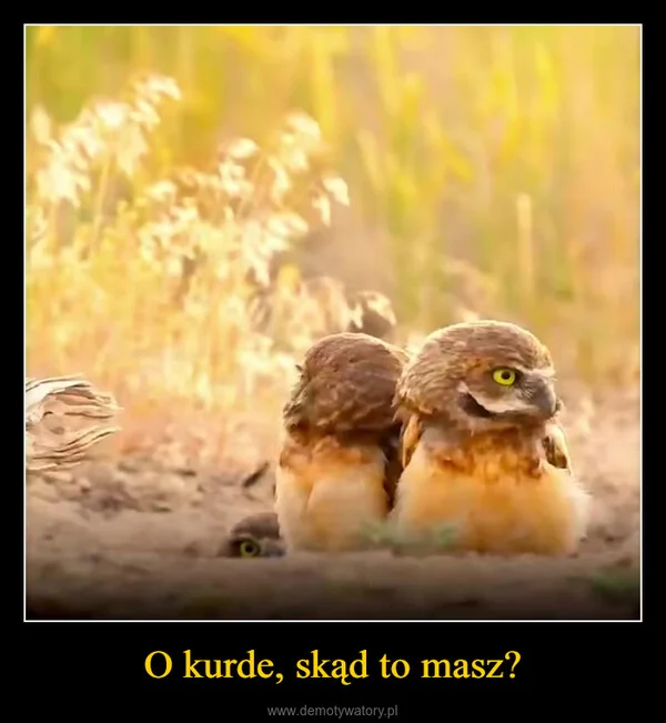 O kurde, skąd to masz?