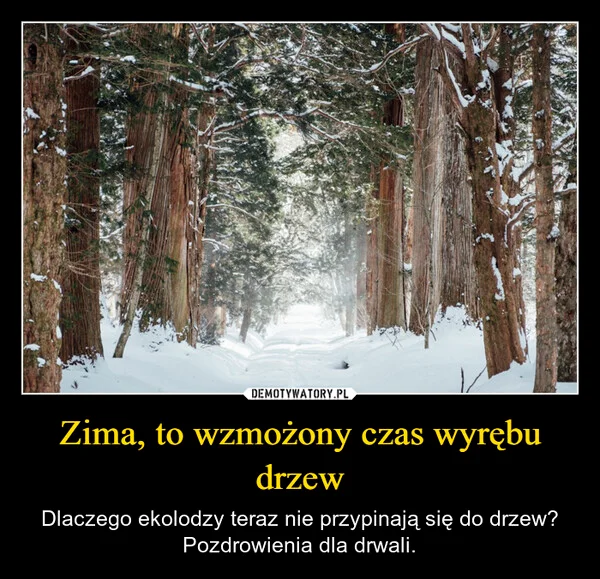
    Zima, to wzmożony czas wyrębu drzew