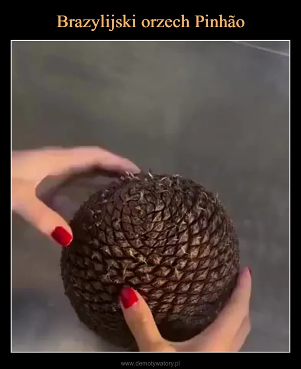 Brazylijski orzech Pinhão