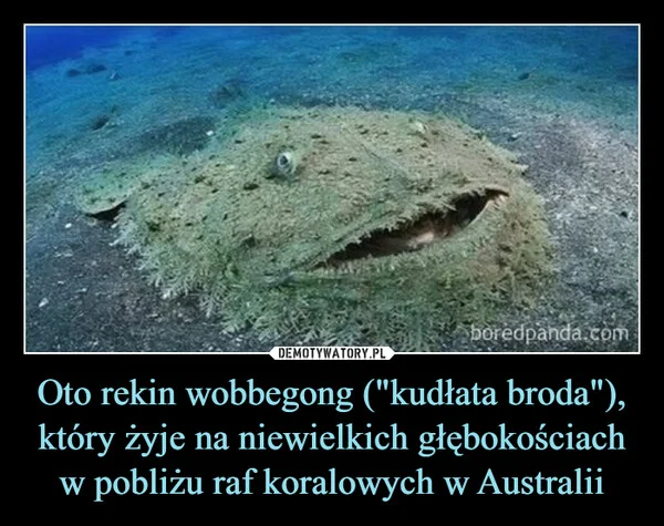 
    Oto rekin wobbegong (